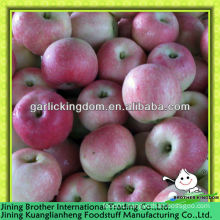 China fresh royal red gala apple